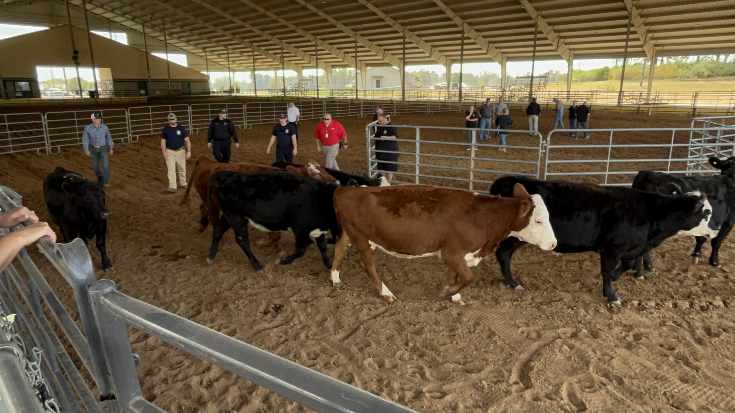 Cows run in a large enclosure with trainees in the background watching and learning. 